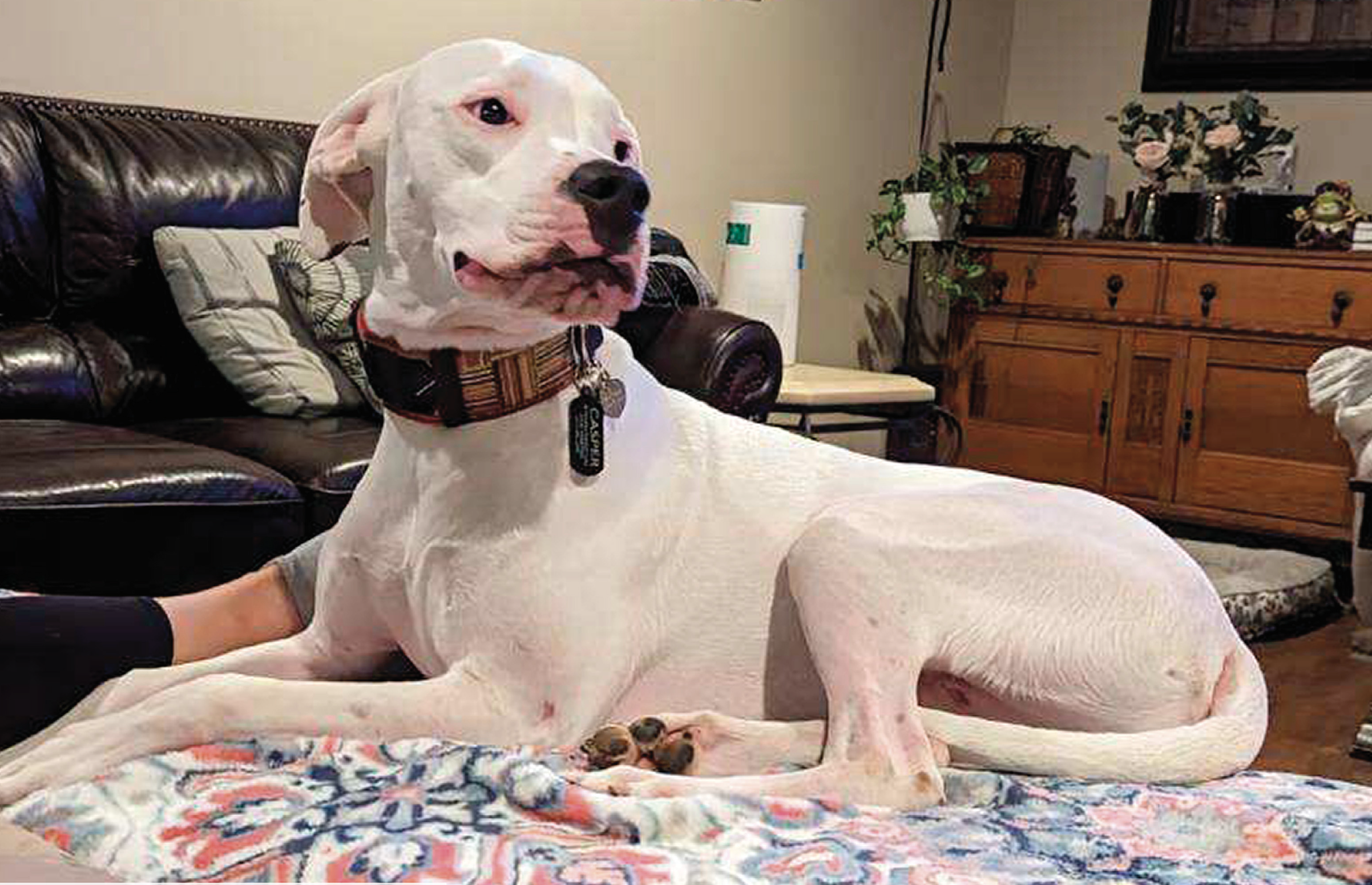 Frozen in Fear, Saved by Love: The Shelter Journey of Casper the Dogo Argentino